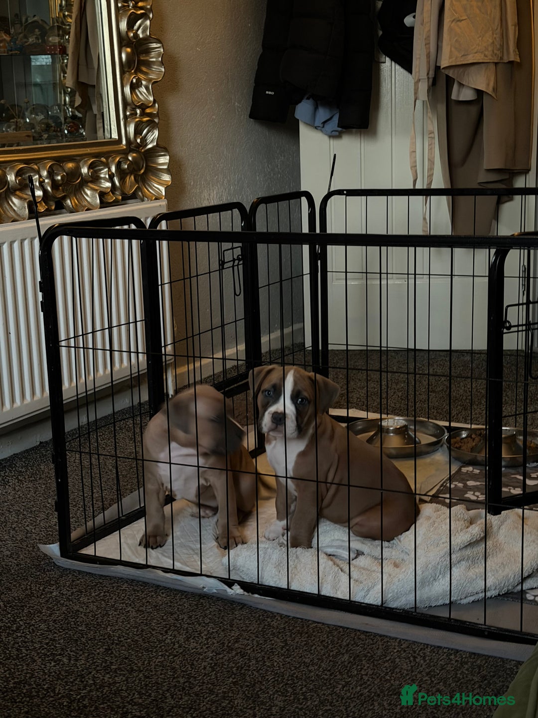 Mixed Breed dogs for sale: Pocket Bully Cross/ American Bully - Advert 11