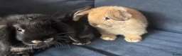Mini Lop rabbits for sale: 4 x mini lops 8 weeks old for sale - Advert 12