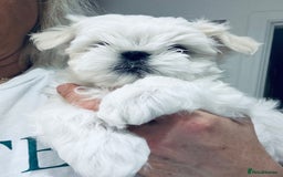 Maltese dogs for sale: 🌟Stunning Tiny Korean Maltese KC Reg🌟 - Advert 29