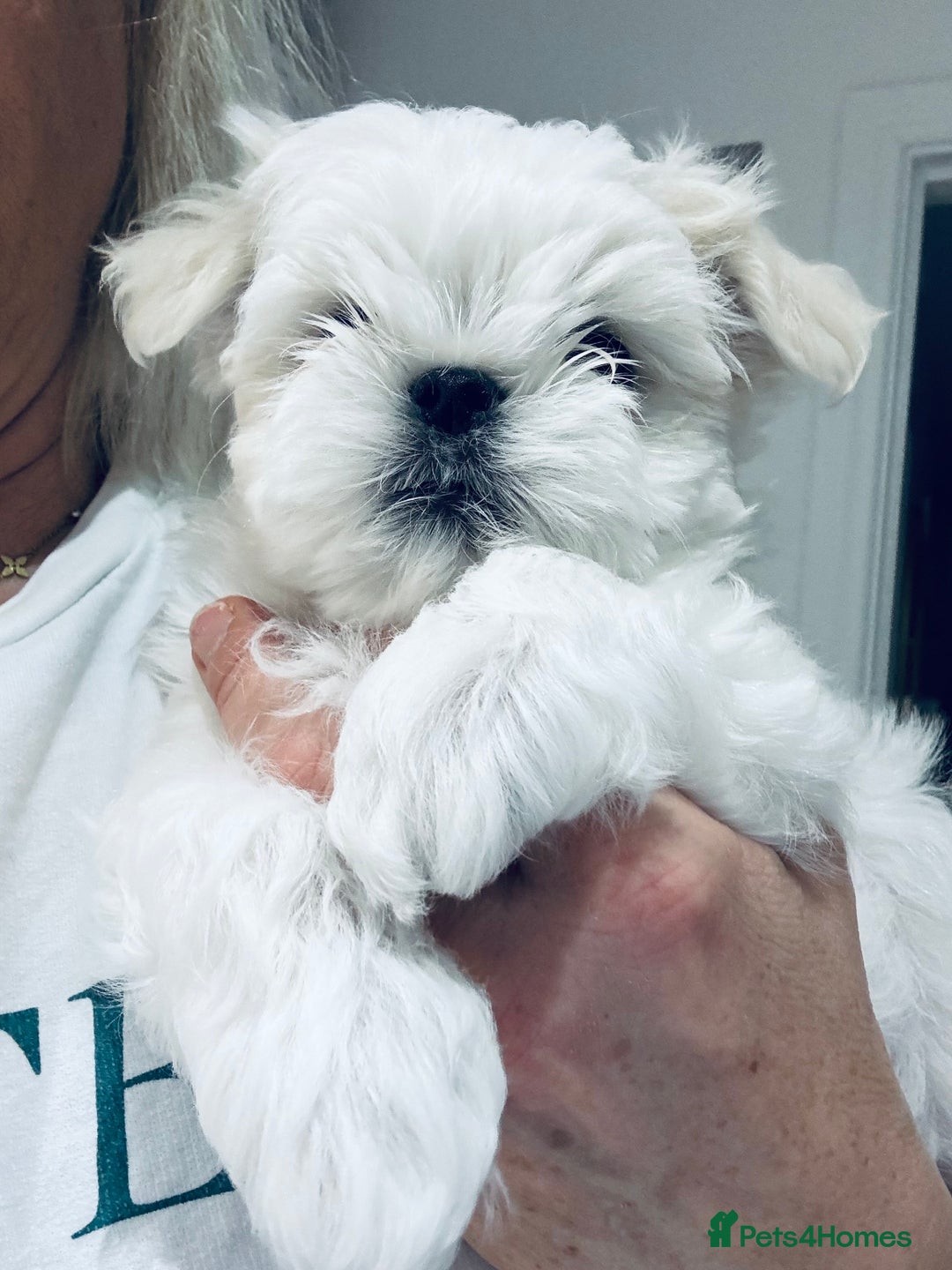 Maltese dogs for sale: 🌟Stunning Tiny Korean Maltese KC Reg🌟 - Advert 29