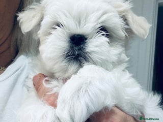 Maltese dogs - Advert 1