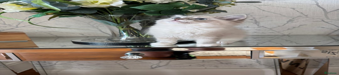 Ragdoll Kitten 2