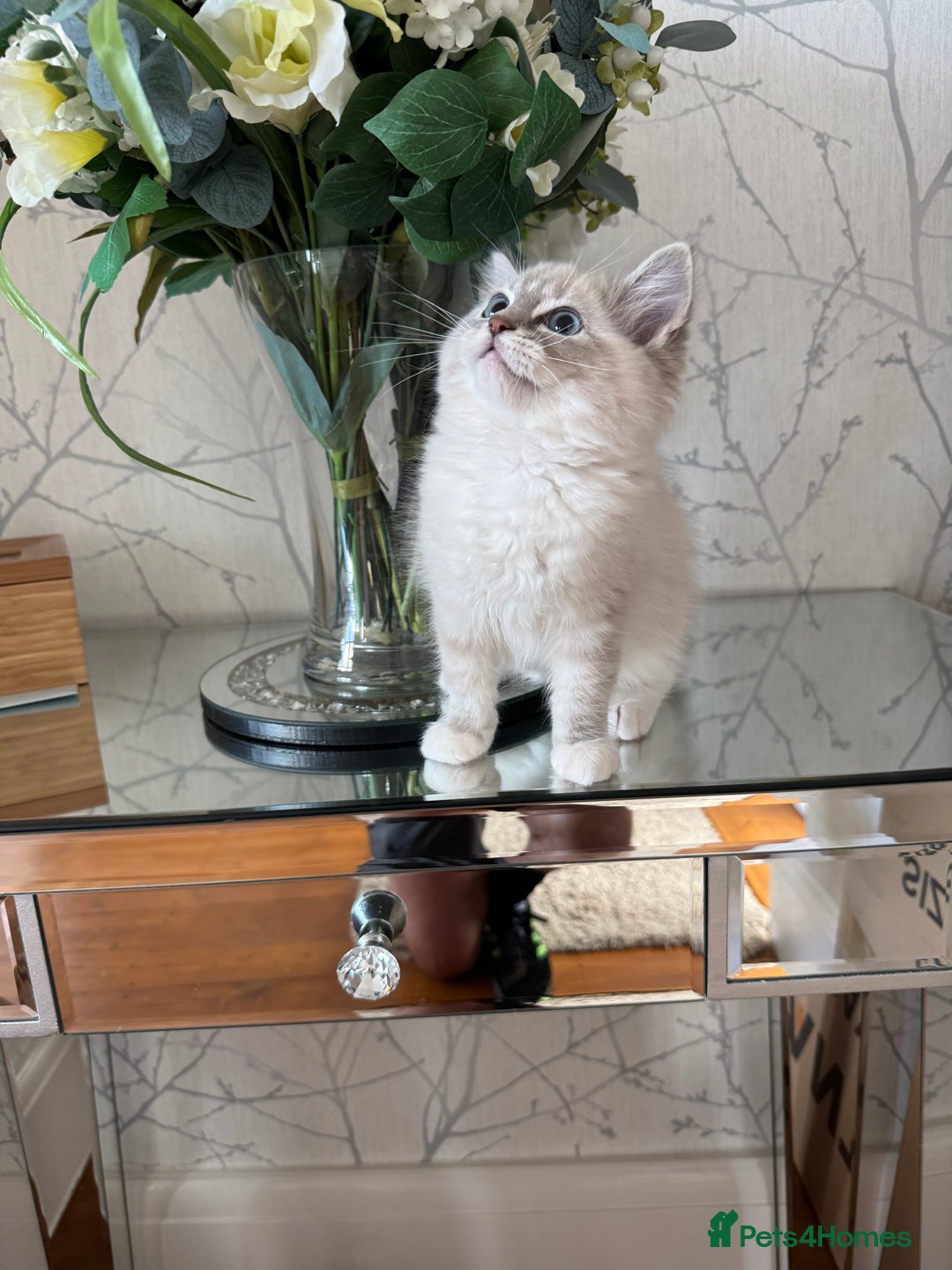 Ragdoll cats for sale: Stunning Registered Ragdoll kittens  - Image 7