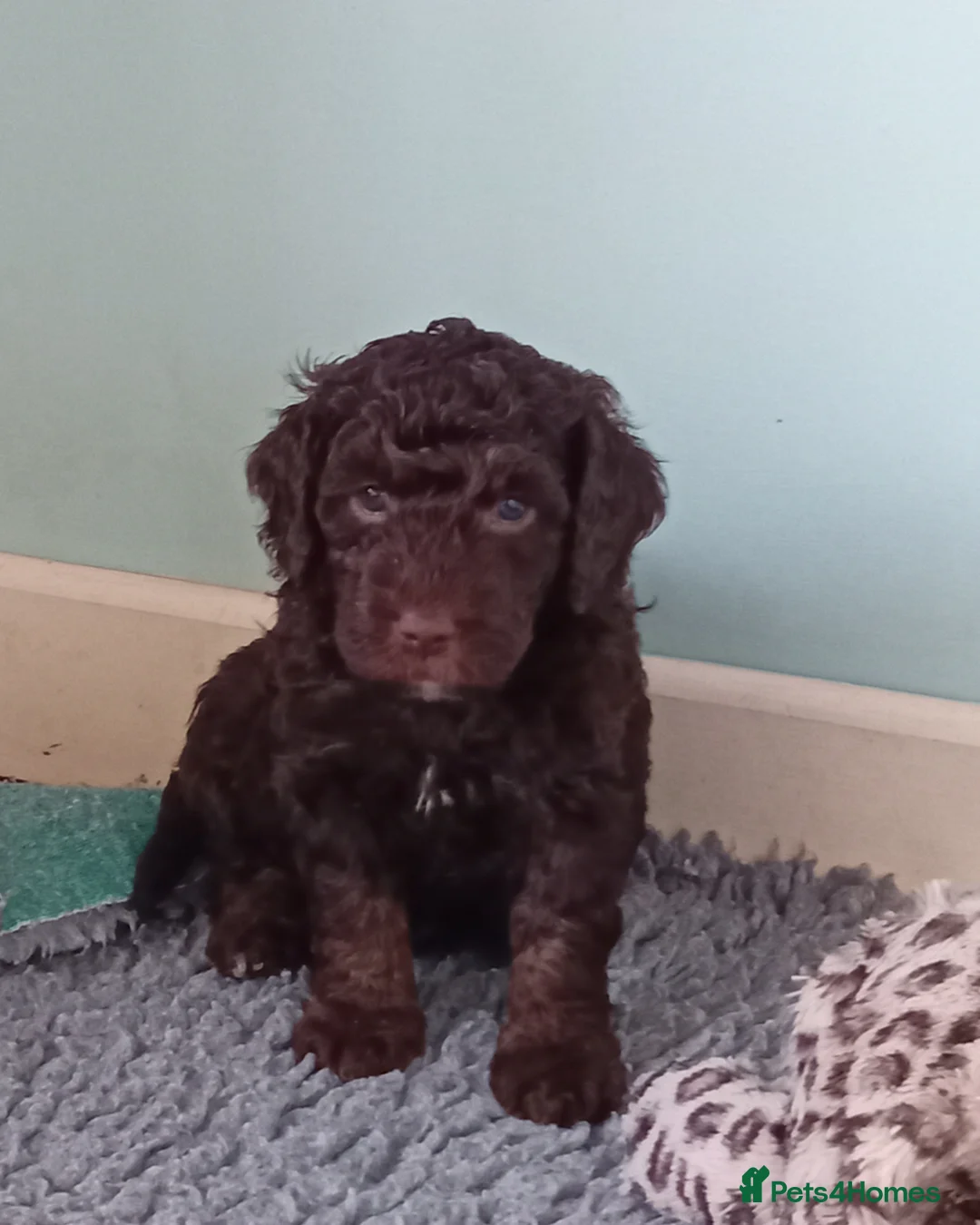 Goldendoodle dogs for sale: Adorable Miniature Double Doodle puppies  - Advert 25