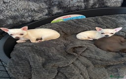 Chihuahua dogs for sale: 2 beautiful white chihuahua girls  - Image 1