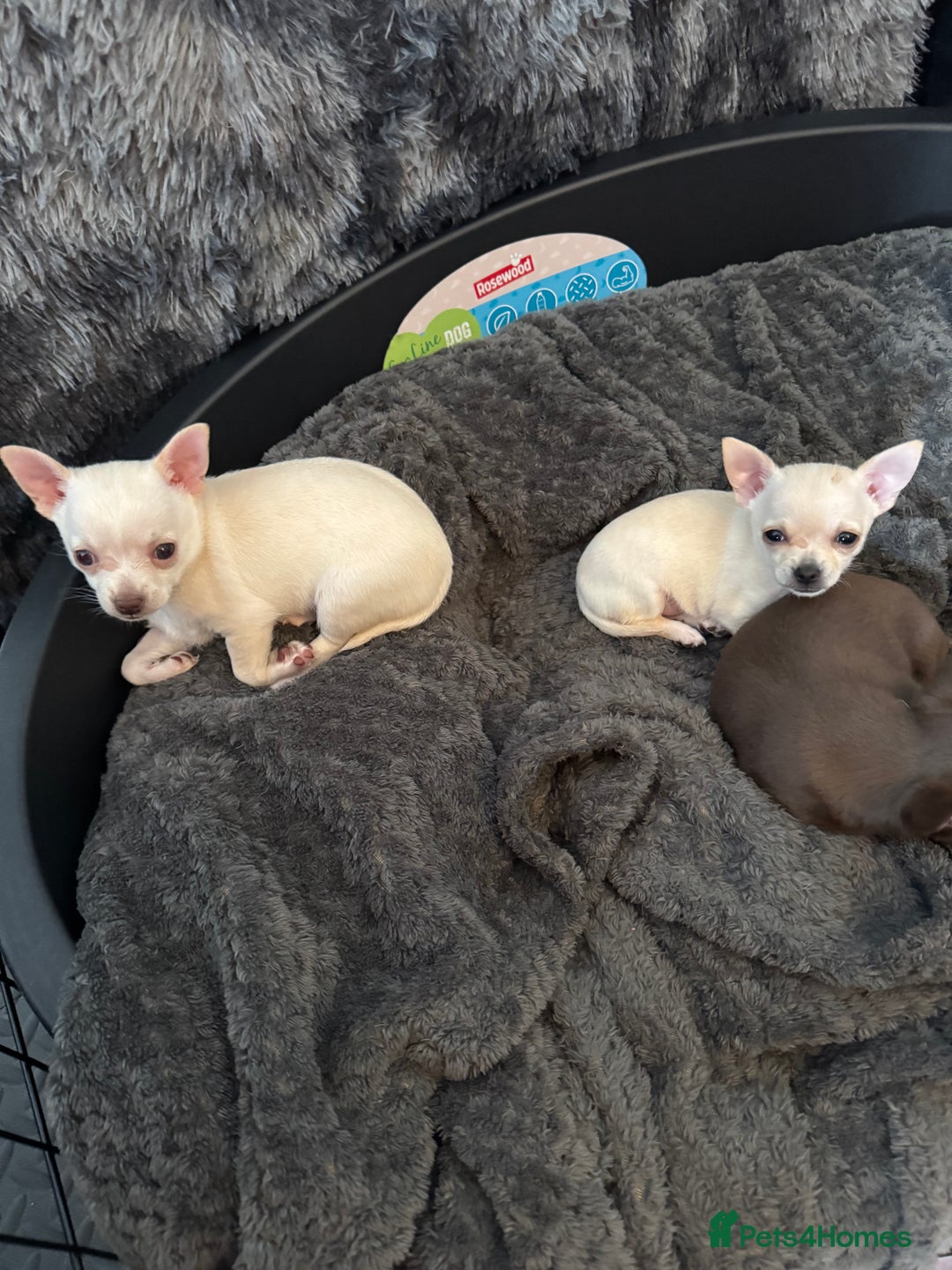 Chihuahua dogs for sale: 2 beautiful white chihuahua girls  - Image 1