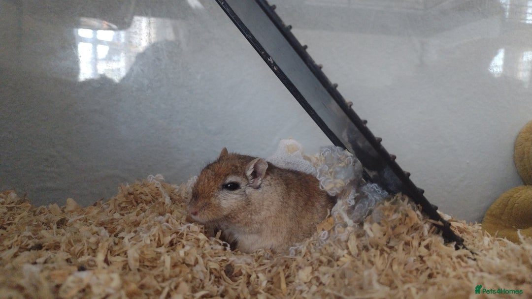 Gerbil rodents for sale: Johnny - Advert 2