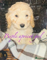 Cavapoo dogs - Advert 6