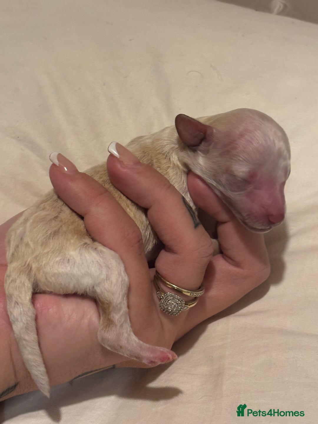 Miniature Poodle dogs for sale: Miniature poodles for sale  - Advert 6