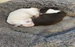 Boston Terrier dogs for sale: 🎃👻 TWO BOO-TIFUL BOO-STON BABIES 👻🎃 - Image 4