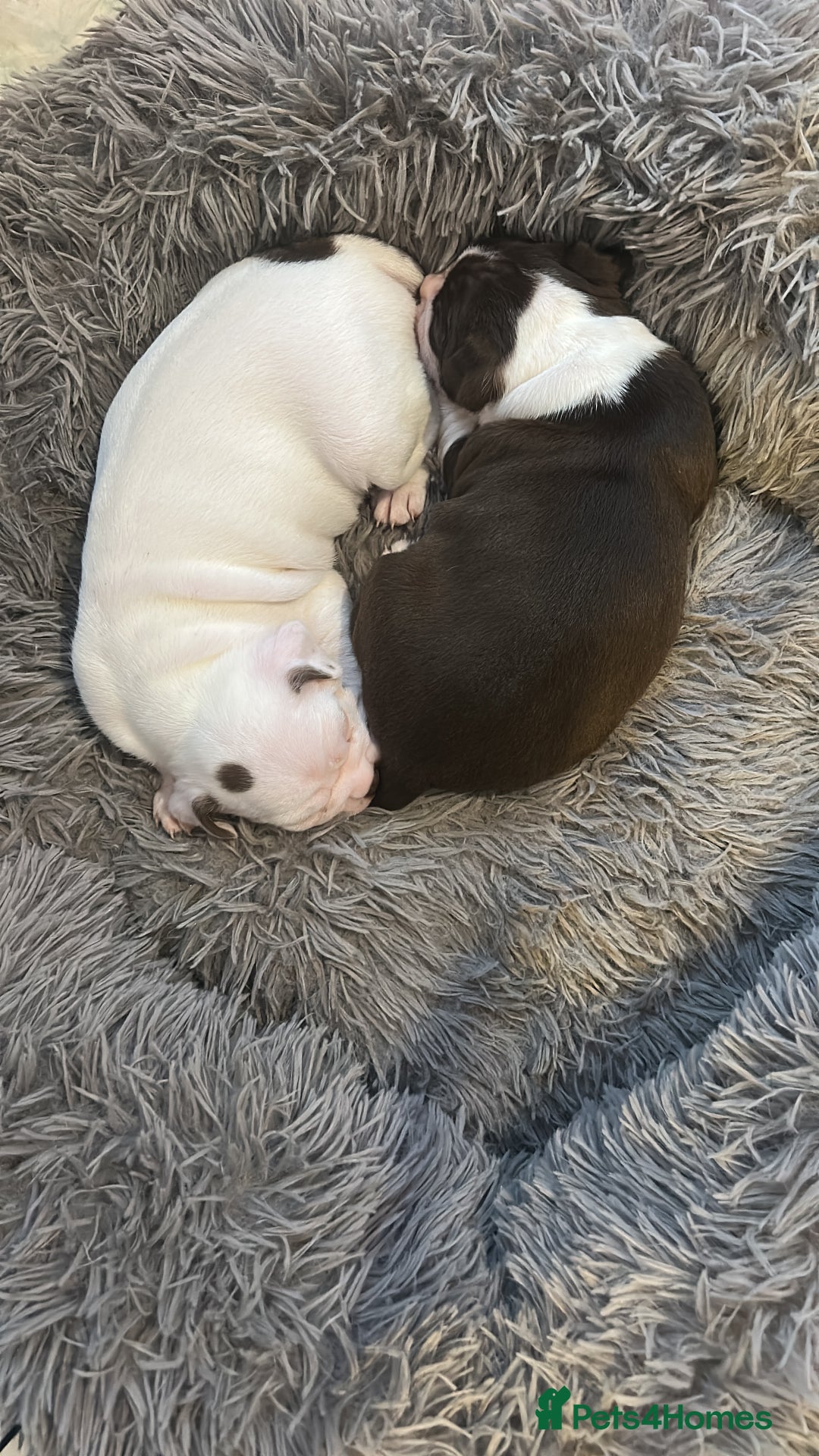 Boston Terrier dogs for sale: 🎃👻 TWO BOO-TIFUL BOO-STON BABIES 👻🎃 - Image 4