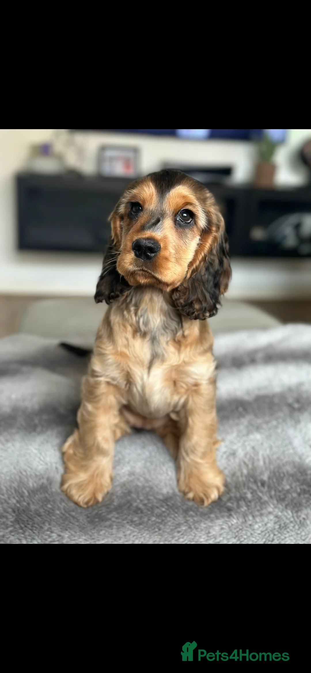 Cocker Spaniel dogs for stud: Extensively Health Tested Show Cocker Spaniel  in Leicester - Advert 13