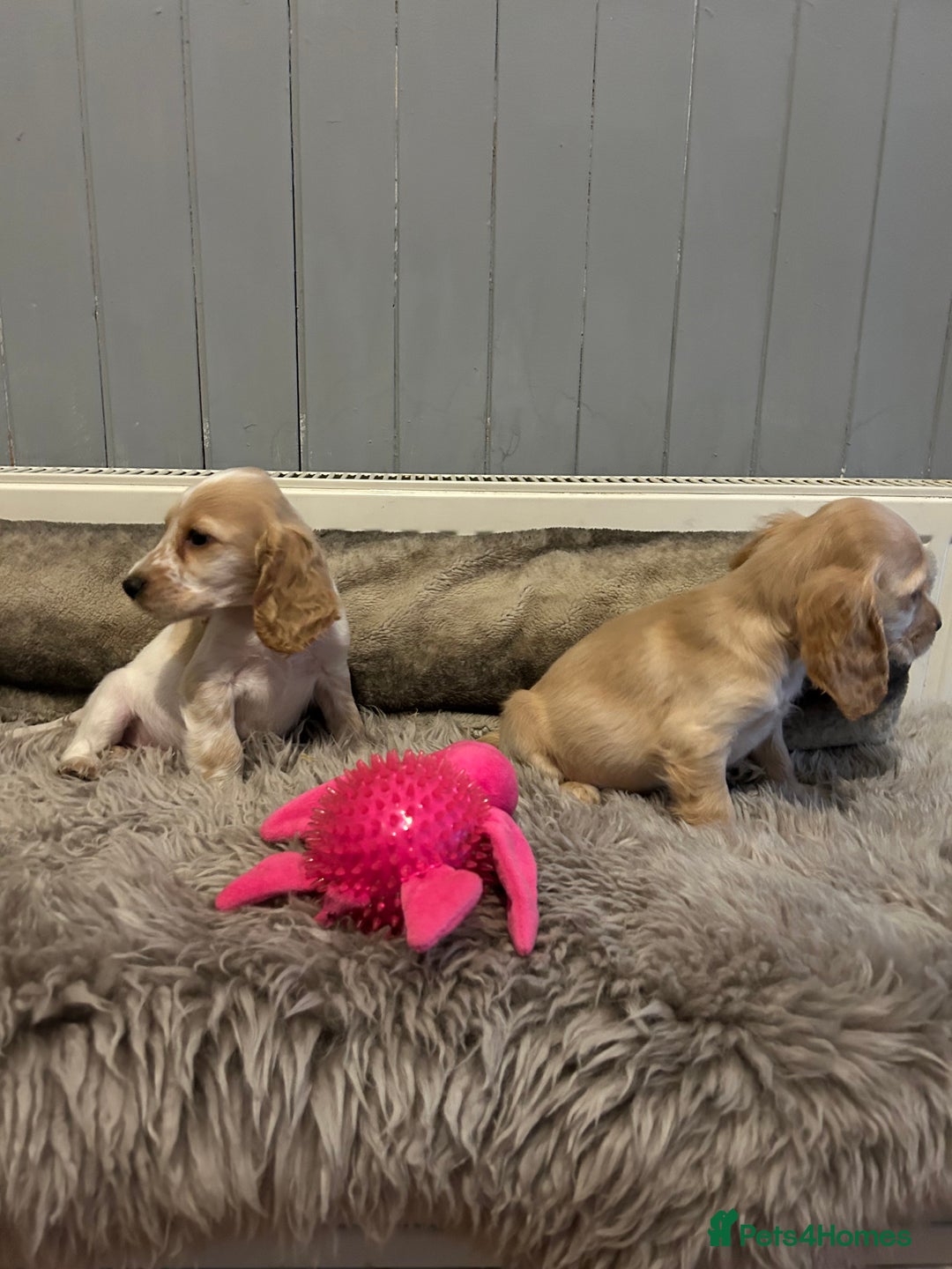 Cocker Spaniel dogs for sale: Health tested cocker spaniel puppies  - Image 6