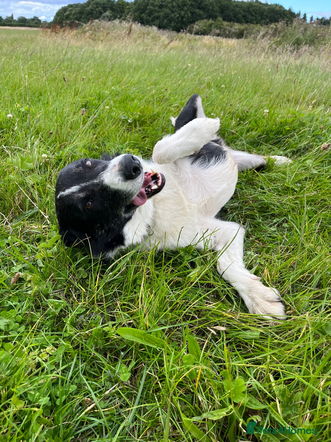 Border Collie dogs for stud: Isds registered pedigree border collie  - Advert 7