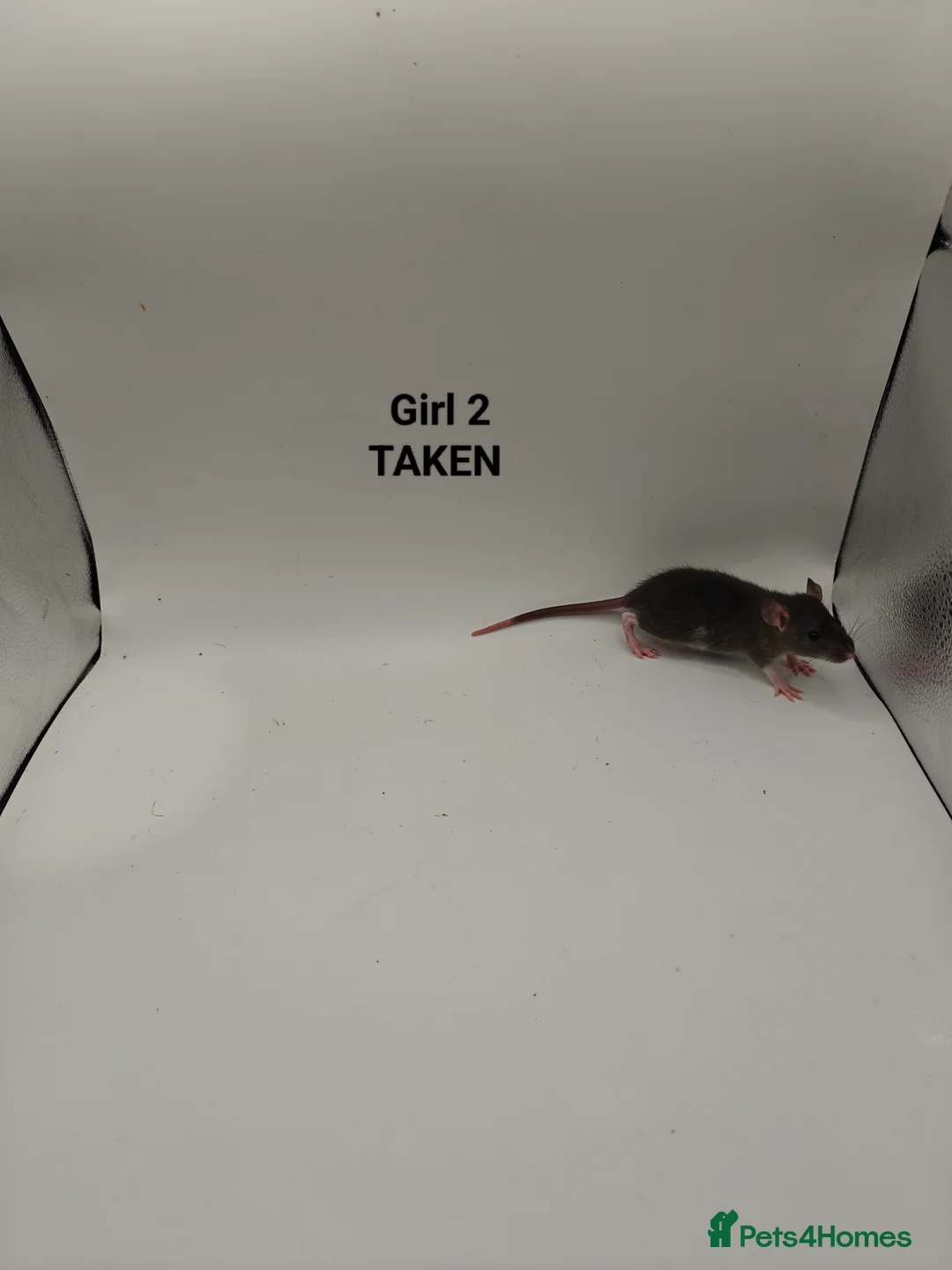 Rat rodents for sale: NOV: 18 Rats (2 Rats: 2 Girls Left) - Advert 9