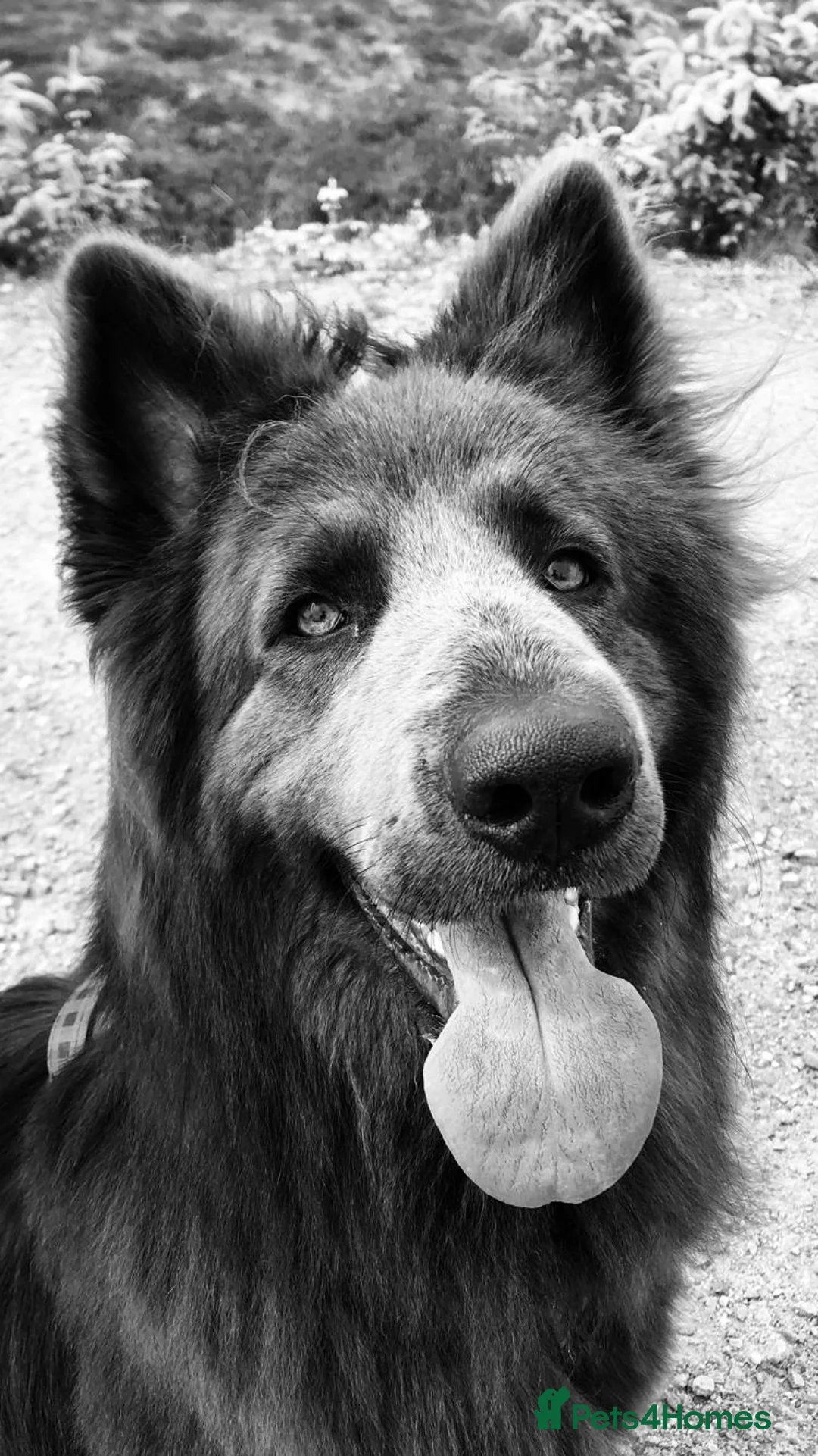 German Shepherd dogs for sale: Blue German shepherd  - Advert 2