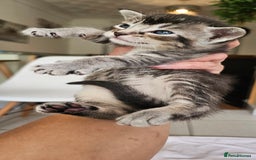 Mixed Breed cats for sale: Abyssinian x Bengal  - Image 19