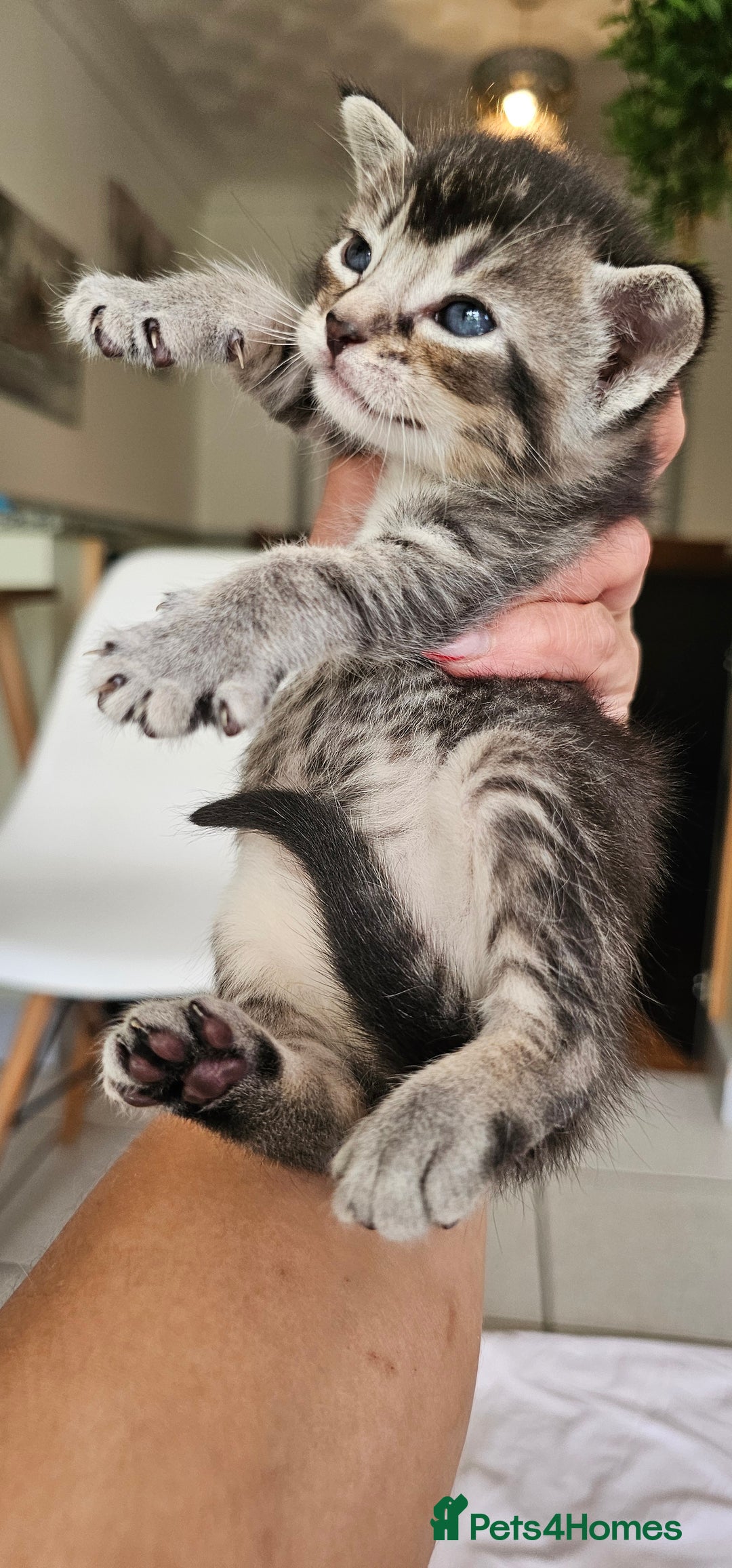 Mixed Breed cats for sale: Abyssinian x Bengal  - Image 19