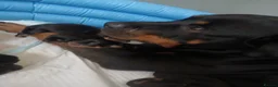 Rottweiler dogs for sale: Chunky Rottweiler puppies 🐶  - Advert 7