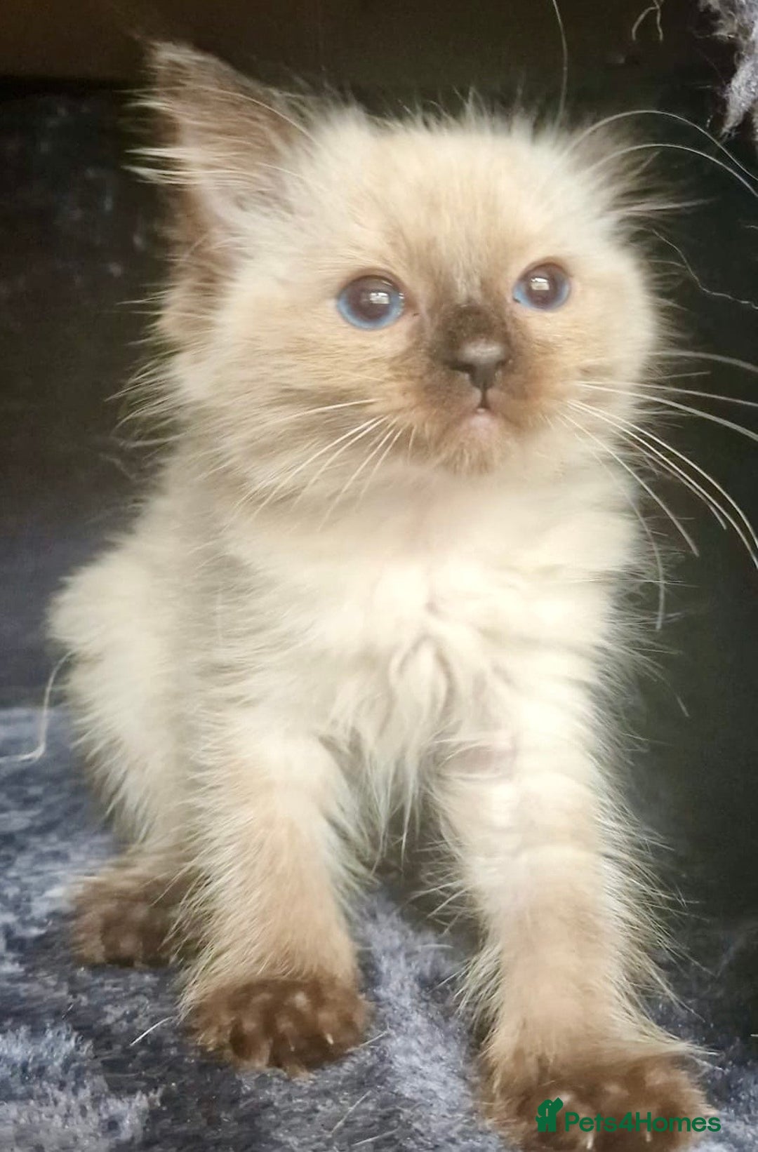 Ragdoll cats for sale:  FIFe Registered Ragdoll Kittens Champion Line - Image 34