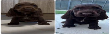 Cocker Spaniel Puppy 5