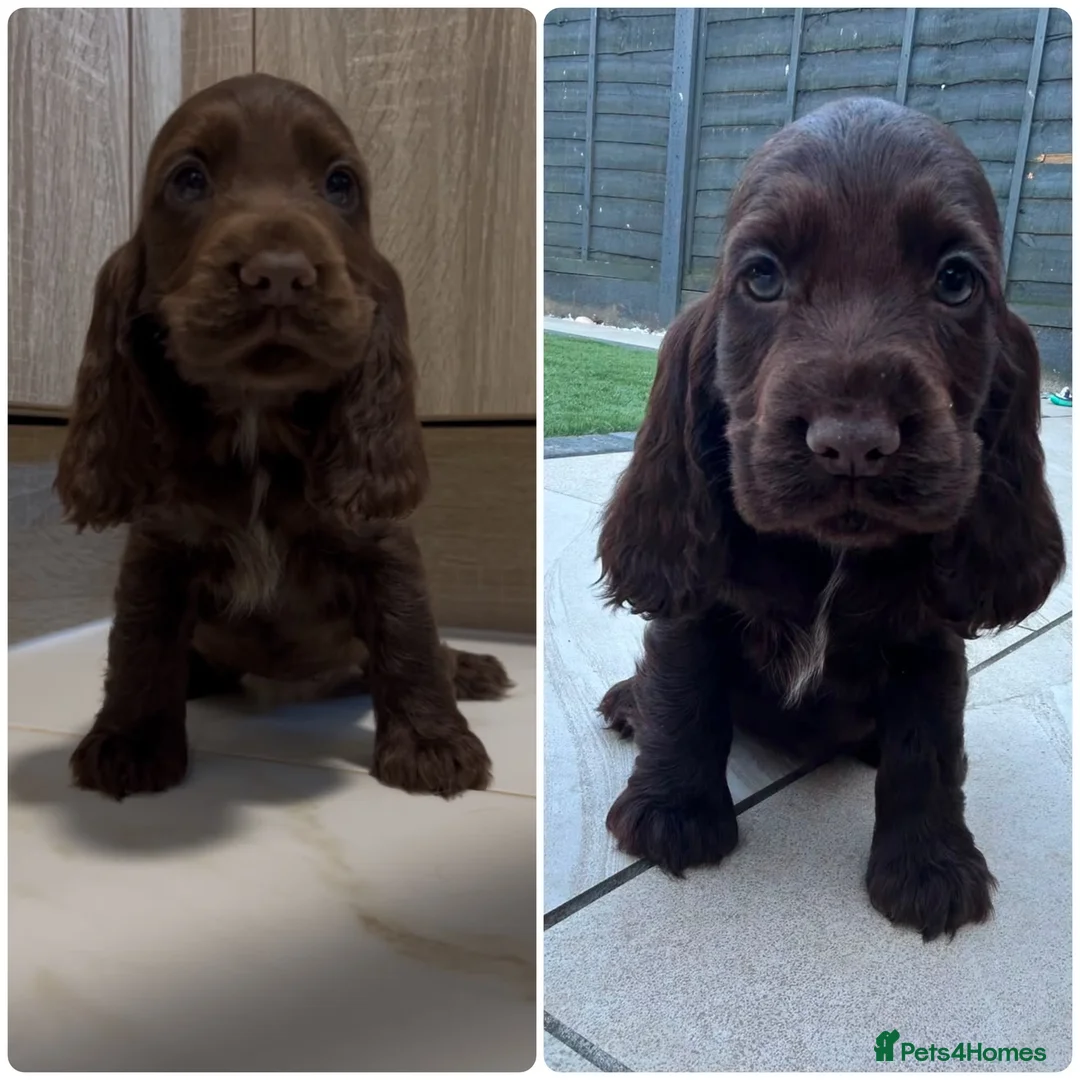 Cocker Spaniel dogs for sale: 🐾STUNNING KC REGISTERED SHOW COCKERS🐾 - Advert 1