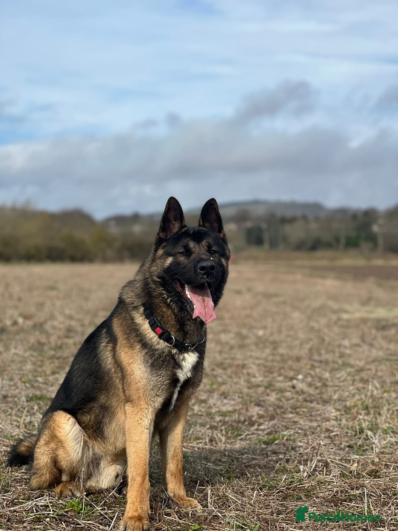 Mixed Breed dogs german shepherd mix akita - Advert 5