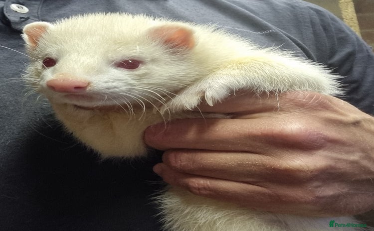 Ferret rodents - Advert 2