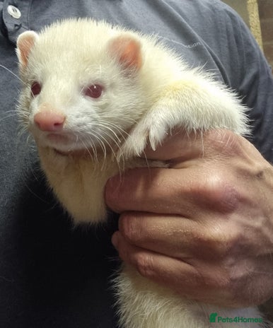 Ferret rodents - Advert 3