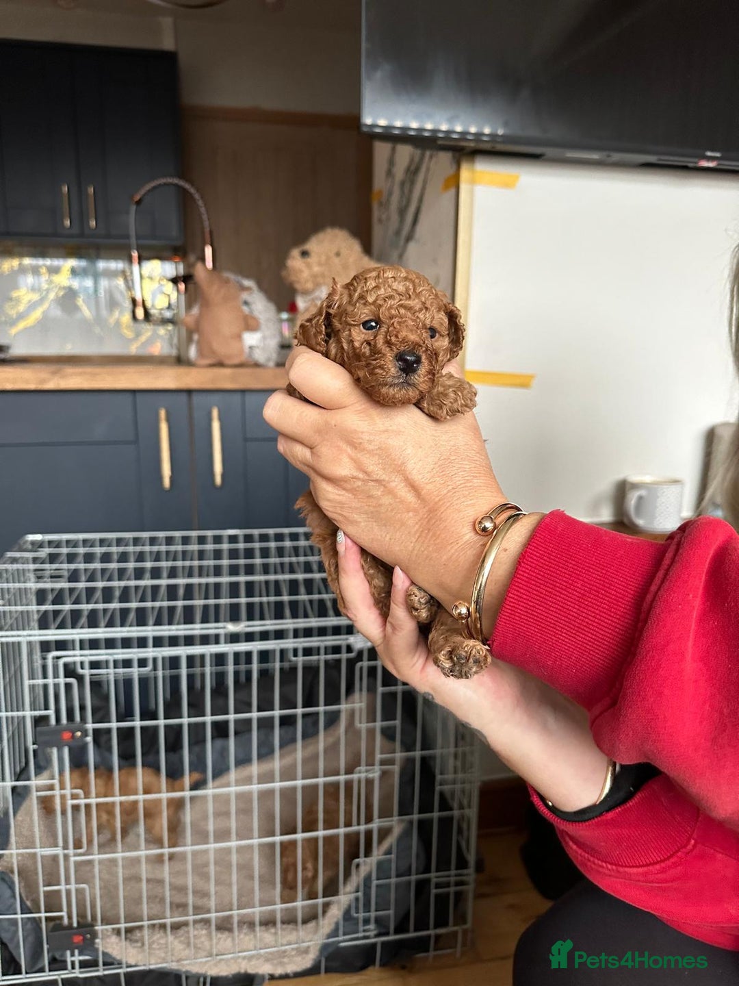 Toy Poodle dogs for sale: Toy poodles, both parents kc reg, 5 generations  - Advert 3