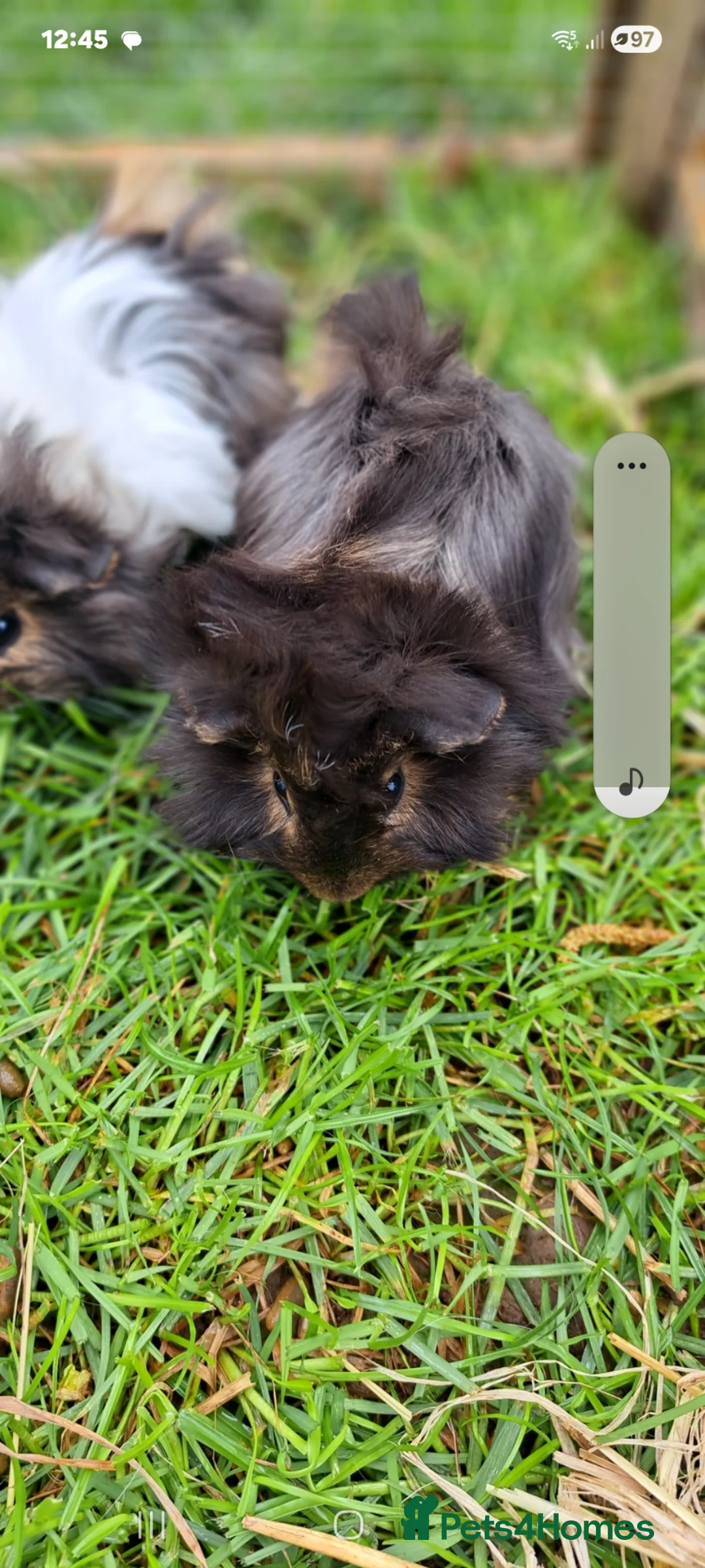 Guinea Pig rodents for sale: Adorable baby guinea pigs  - Advert 20