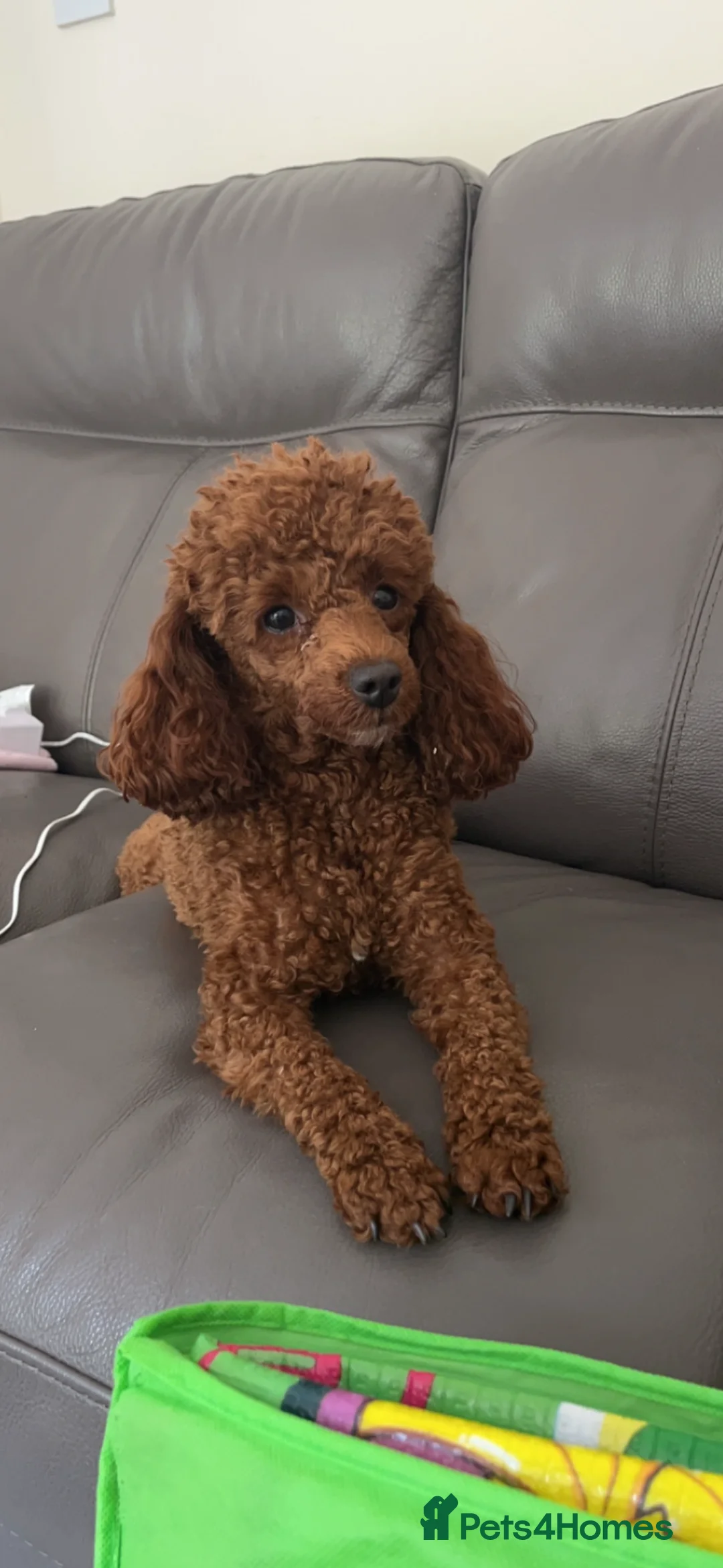 Miniature Poodle dogs for sale: Miniature poodles  in Gravesend - Advert 3