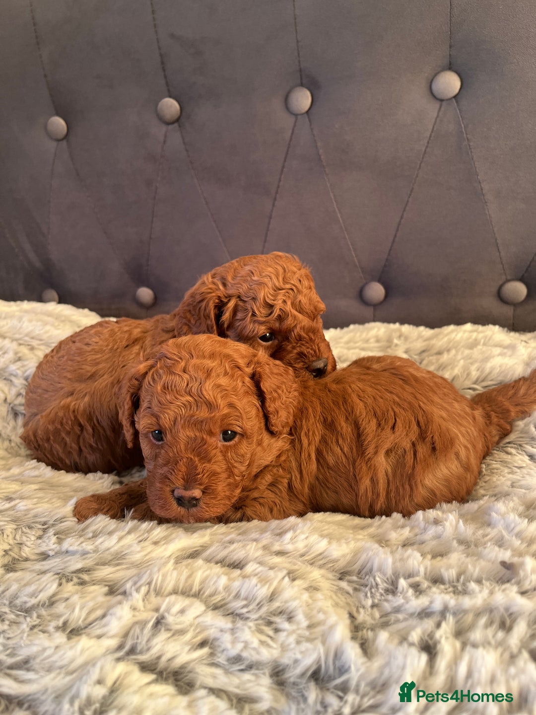 Toy Poodle dogs for sale: Toy poodle puppies - Advert 23