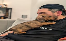 Miniature Dachshund dogs for sale: 2x miniature dachshunds - Image 4