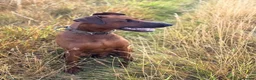 Mixed Breed dogs for sale: Working Dobermann cross  in Ramsgate - Advert 7