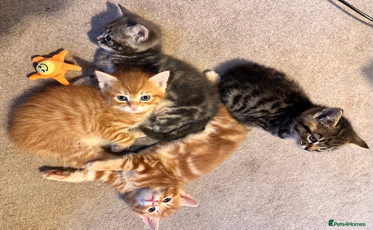 Mixed Breed cats - Advert 3