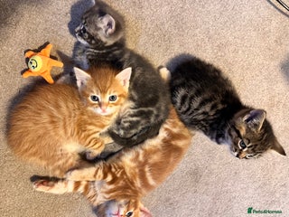 Mixed Breed cats - Advert 3