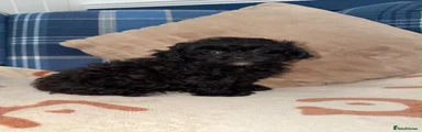 Shihpoo 4