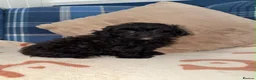 Shihpoo dogs for sale: 🖤🩶Stunning Shihpoo Puppies READY NOW🖤🩶 - Advert 19
