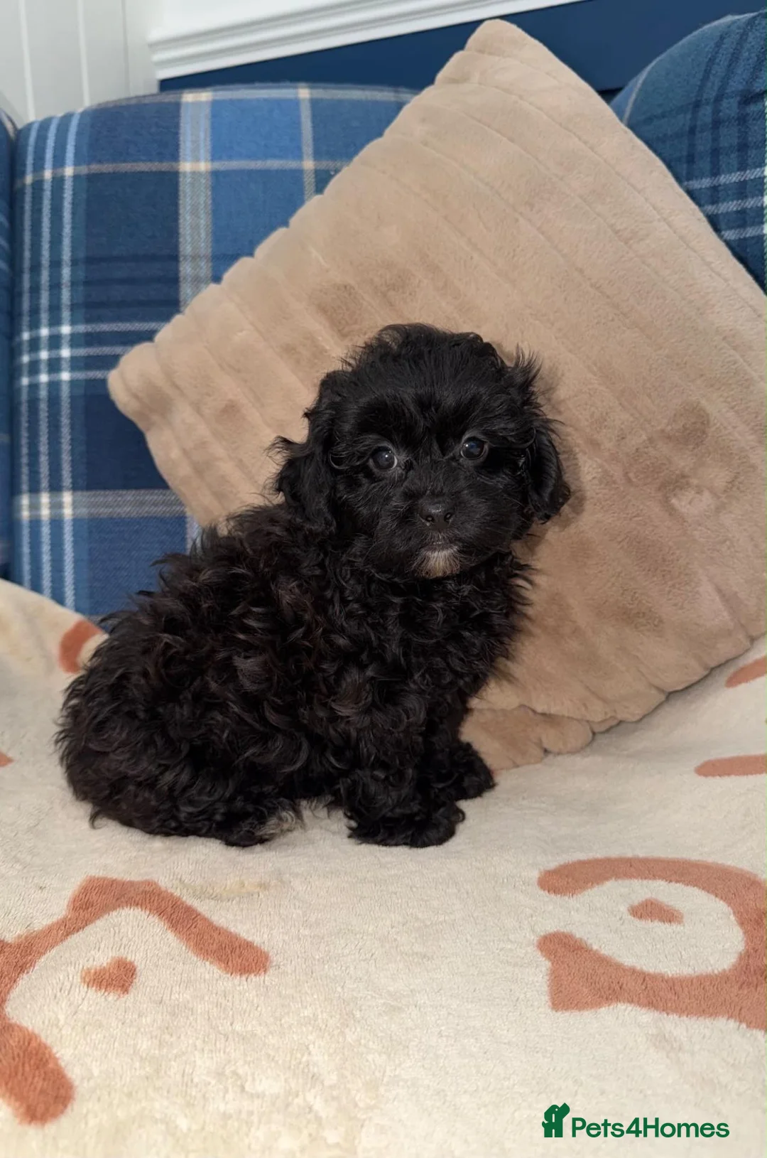 Shihpoo dogs for sale: 🖤🩶Stunning Shihpoo Puppies READY NOW🖤🩶 - Advert 19