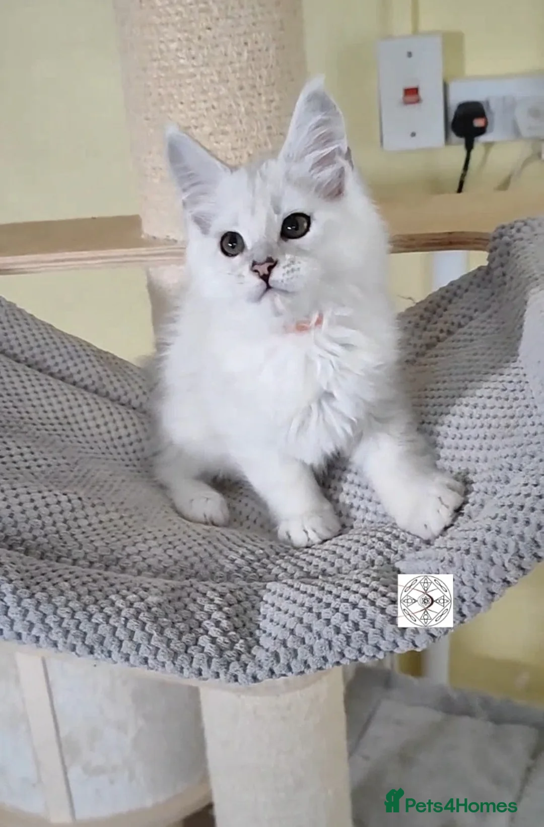 Maine Coon cats for sale: One boy & one girl left ‼️ ONLY PET ‼️ - Advert 5