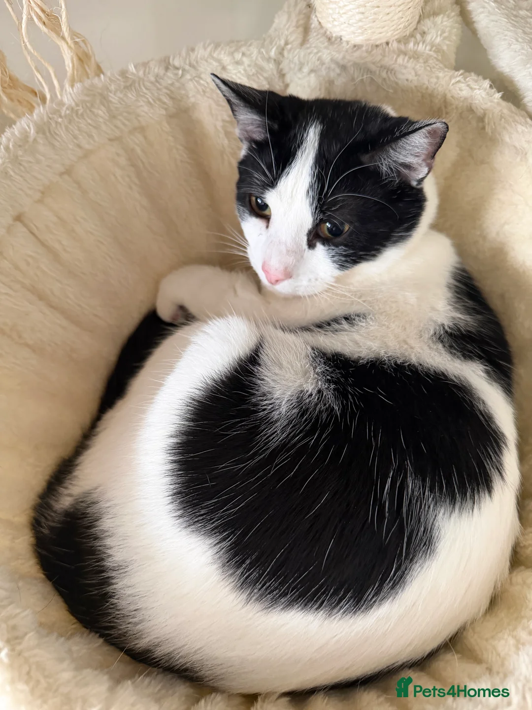 Mixed Breed cats for sale: Gorgeous boy for sale  - Advert 3