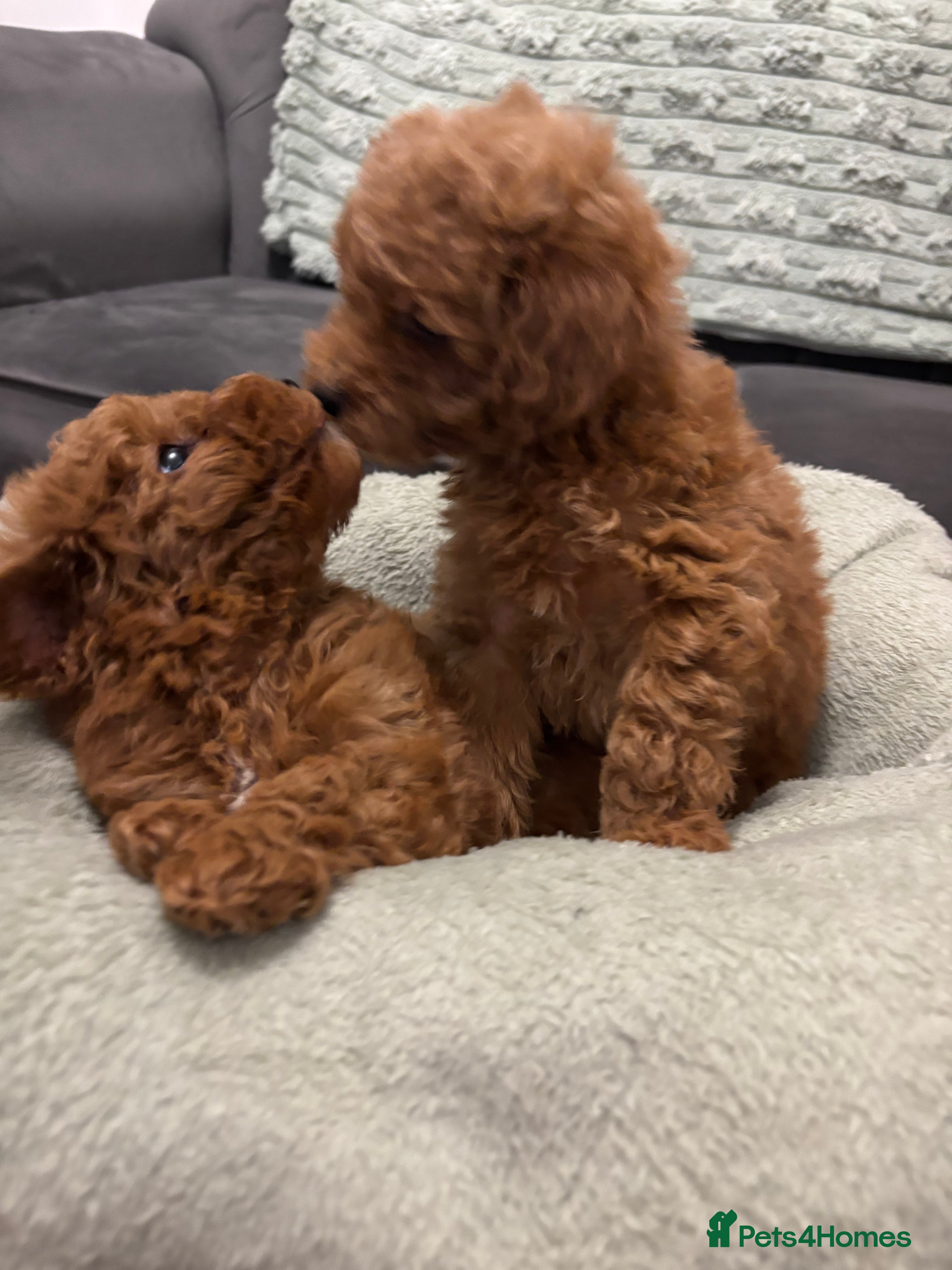 Toy Poodle dogs 🐾 Stunning Red Toy Poodle Puppies   - Advert 1