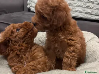 Toy Poodle dogs 🐾 Stunning Red Toy Poodle Puppies - Advert 1
