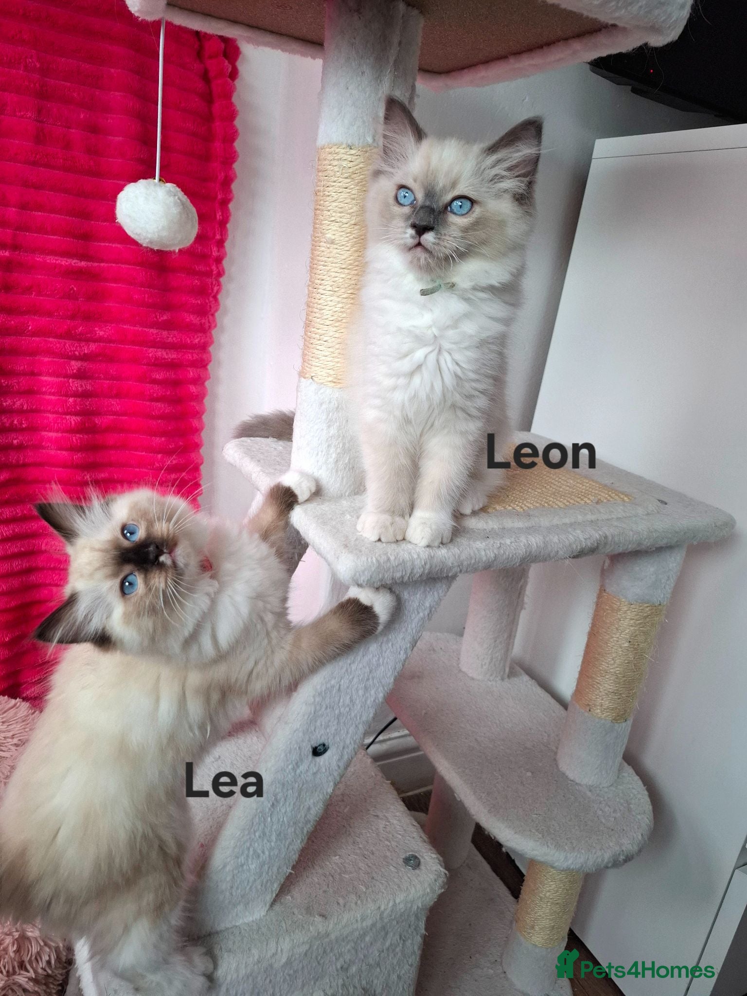 Ragdoll cats Purebread Ragdoll Kittens - TICA YORKSHIRE - Advert 1