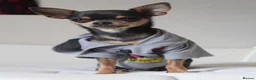 Chihuahua dogs for sale: Pedigree Teacup Chihuahua for Rehoming  - Advert 3
