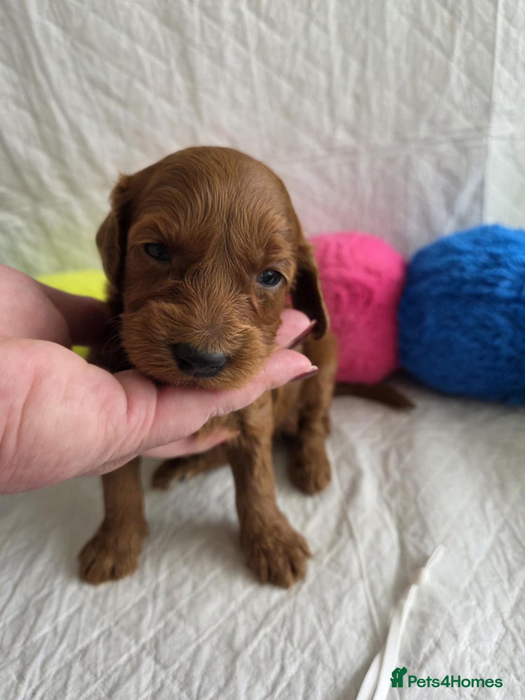 Mini Goldendoodle dogs for sale: 👑Superb Rare Toy/Mini Deepest Red Goldendoodles👑 - Image 22