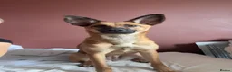 Belgian Shepherd Dog dogs for sale: Belgian mali for sale PLEASE READ!!!! - Advert 8
