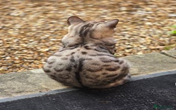 Bengal cats for sale: Bonded silver bengal boys.Have to be kept together - Image 5