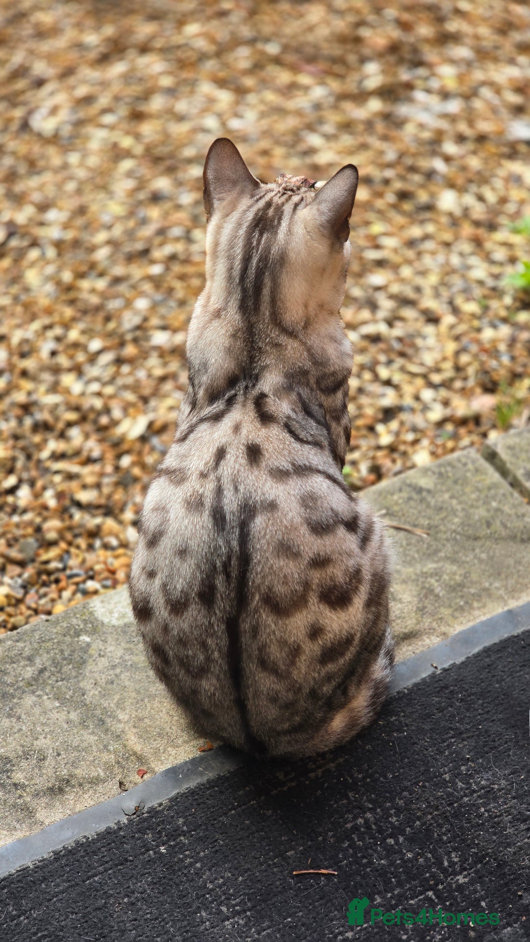 Bengal cats for sale: Bonded silver bengal boys.Have to be kept together - Image 5